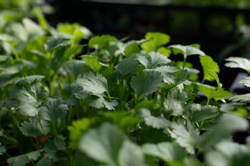 Coriander