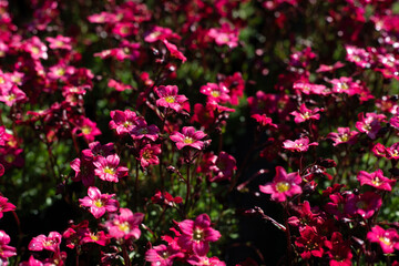 red saxifraga