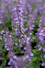 Catmint