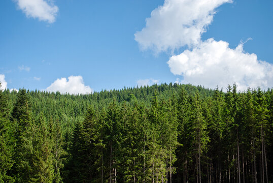 Forest landscape. Healthy green trees in a forest of old spruce, fir and pine. Coniferous forest. Earth Day. Mindful and sustainable travel. International day of forests. Summer background - Powered by Adobe