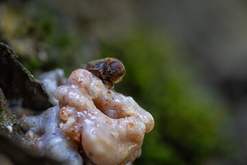 Small Western Pine Beetle climbing on top of a pitch tube where he has access to the inside of the tree.