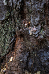 Pitch Tube on a Pine Tree Created by a Pine Beetle. Strong evidence this tree might be infected.