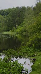 Spokojne jezioro otoczone bujną, zieloną roślinnością leśną