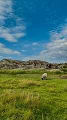 Owca pasie się na zielonej łące u podnóża skalistych wzgórz © Kinga