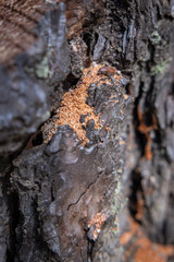 Bore dust a reddish sawdust like substance known as frass could be an indication of Pine Beetle activity