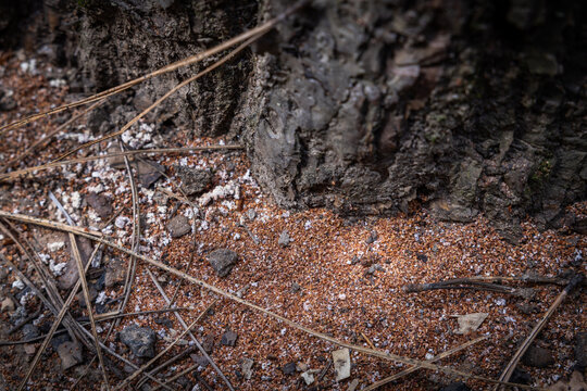 Bore dust a reddish sawdust like substance known as frass could be an indication of Pine Beetle activity