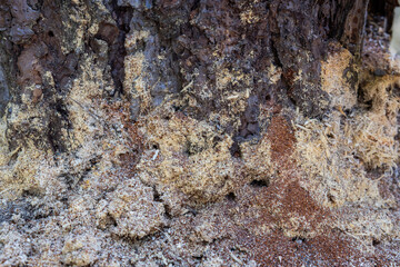 Bore dust a reddish sawdust like substance known as frass could be an indication of Pine Beetle...