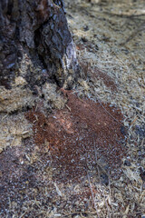 Bore dust a reddish sawdust like substance known as frass could be an indication of Pine Beetle activity