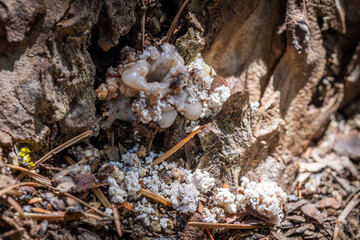 Pitch Tube on a Pine Tree Created by a Pine Beetle. Strong evidence this tree might be infected.