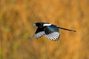 Eurasian magpie (Pica pica)