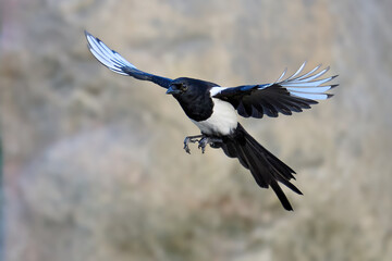 Eurasian magpie (Pica pica)