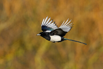 Eurasian magpie (Pica pica)