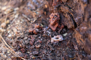 Pitch Tube on a Pine Tree Created by a Pine Beetle. Strong evidence this tree might be infected.
