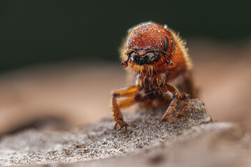 Western Pine Beetle close up on a piece of tree bark