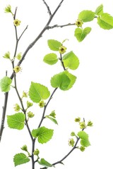 Obraz premium A tree branch with green leaves and small white flowers. The branch is thin and long, and the leaves are spread out in a way that makes the branch look like it's reaching out. The image has a peaceful