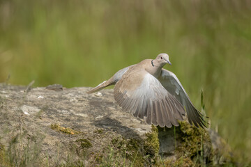 Collared dove close up flying from a rock