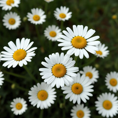 Fototapeta premium Common Daisy Flower