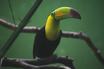 tucan © gustavoisaac