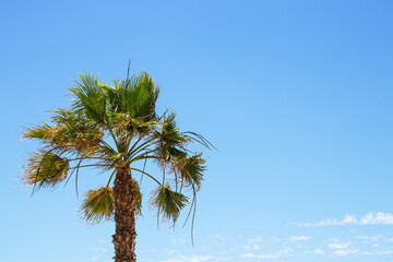 Palm tree background over blue sky. Image with focus on a nice palm tree against blurred blue sky with light fluffy clouds. Space for Travel advertising.