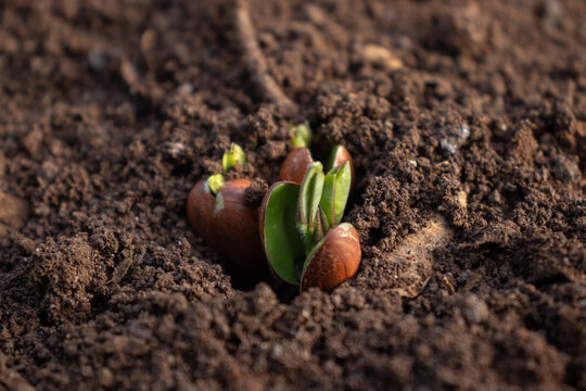 Germinaci&oacute;n de semillas de cacahuate (man&iacute;)