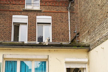 A Feline Guardian on a Brick Wall in a French Village