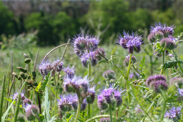 Blüte der Bartblume, Büschelblume, Phacelia tanacetifolia 