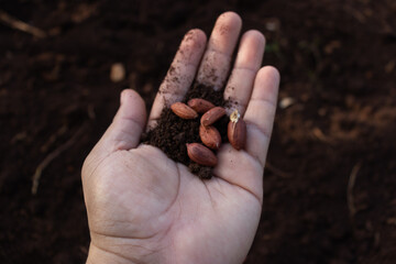 Semillas de cacahuate (maní) en manos de agricultor tradicional