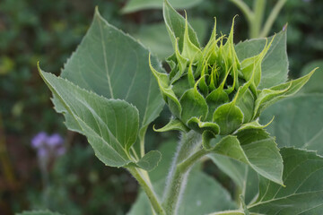 Knospe einer Sonnenblume, Helianthus Annies