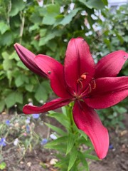 fields of beautiful flowers on the meadow and green grass