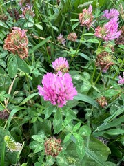 fields of beautiful flowers on the meadow and green grass