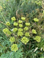 fields of beautiful flowers on the meadow and green grass