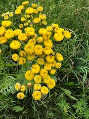fields of beautiful flowers on the meadow and green grass