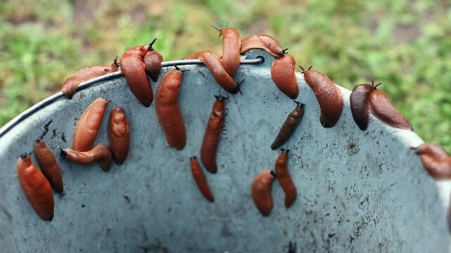 Many orange Spanish slugs Arion vulgaris collected in a bucket from the garden. Control of garden pests. Time lapse video. UHD 4k timelapse