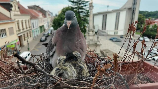 Doves with squabs. Pigeons are demanding to be fed. The chicks are four days old. The concept of pigeon life in the city