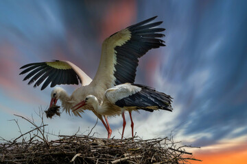 2 Störche im Abendhimmel