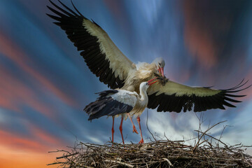 2 Weißstörche im Abendrot