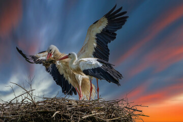 2 Altstörche am Nest im Abendhimmel