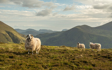 sheep in the mountains