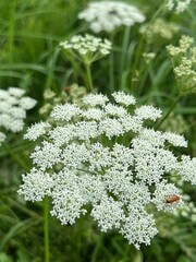 fields of beautiful flowers on the meadow and green grass