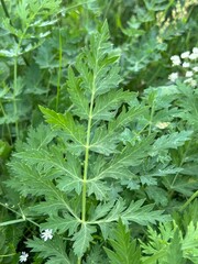 fields of beautiful flowers on the meadow and green grass