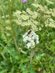 fields of beautiful flowers on the meadow and green grass