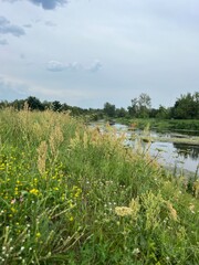 green field with wildflowers and blue sky in the clouds
