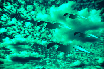 Fototapeta premium Möwen