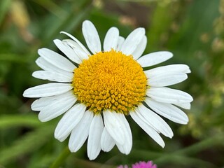 Obraz premium fields of beautiful flowers on the meadow and green grass