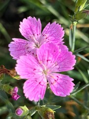 Fototapeta premium fields of beautiful flowers on the meadow and green grass