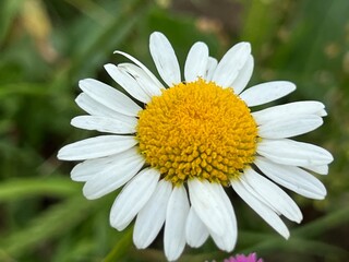 Obraz premium fields of beautiful flowers on the meadow and green grass
