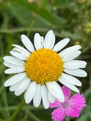 Obraz premium fields of beautiful flowers on the meadow and green grass