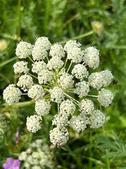 fields of beautiful flowers on the meadow and green grass