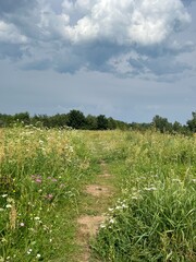 path in a green meadow in nature road