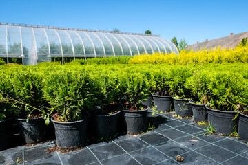 Tree nursery and decorative tree shop in summer. Gardening shop